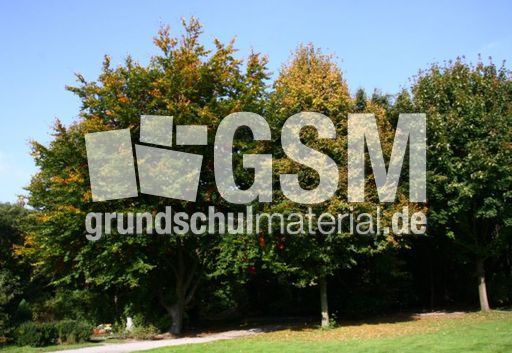 Herbst-Friedhof 013.jpg